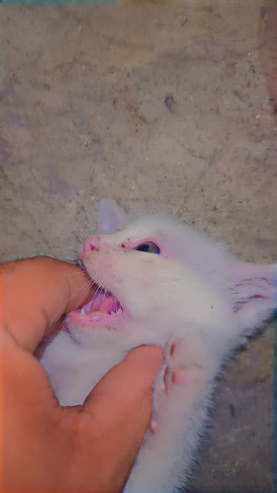 Persian cats baby. for sale urgent