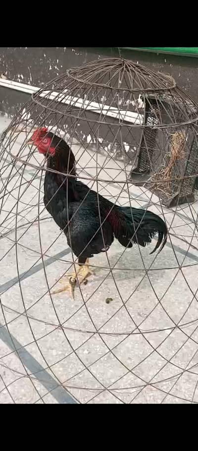 mushka,valati cross or bengum aseel pair available in lahore