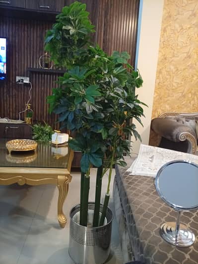 a beautiful plant with pot