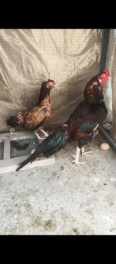 amroha pair 03335303785