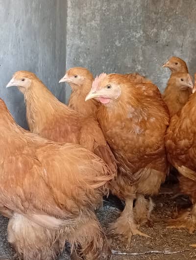 Pick the Best Golden Buff