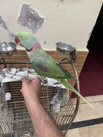 Alexandrine Parrot Hand Tame