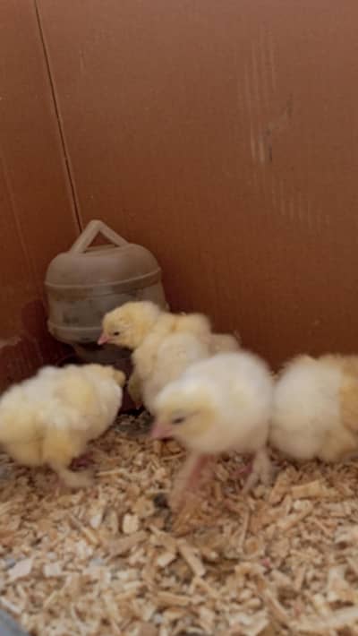 white heavy buff Cochin chick age 7days old