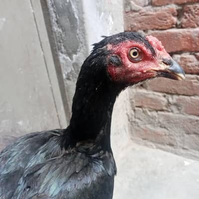 پہلی دفعہ انڈے دے رہی ہے