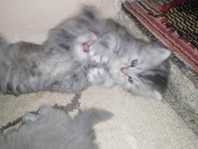 Hash Grey Persian Kittens 
