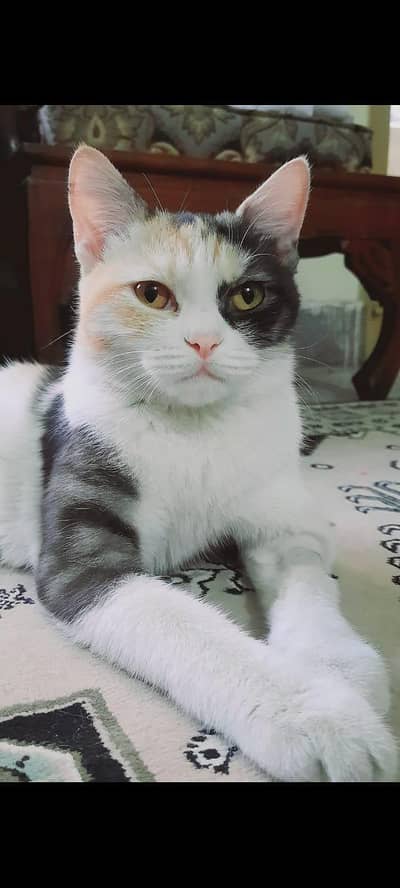 Free of cost beautiful cat