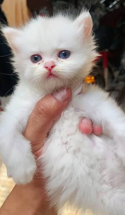 persian tripple coated odd eye male or female kitten