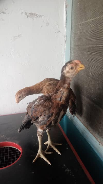 3 months  indian parrot beak chicks all for sale details 03439063395