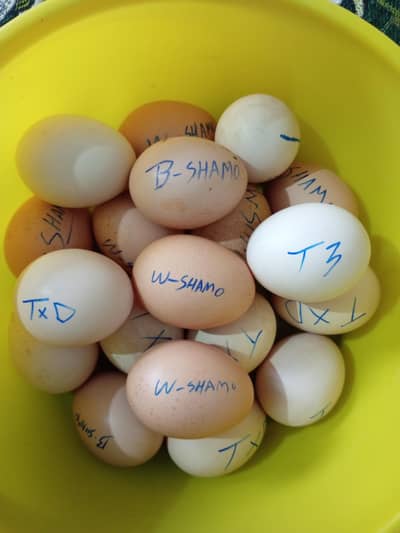 Thai Oh-Shamo Dragon Chicks and eggs available