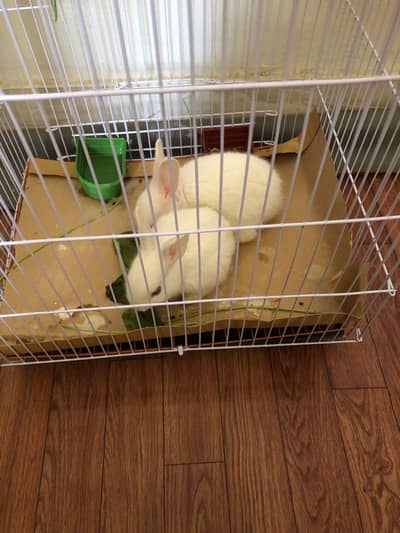 Urgent sale a pair of red eye rabbit