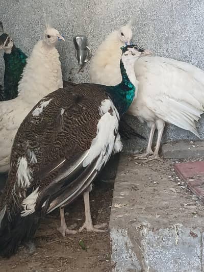 2 pair of peacock and 1 pied male