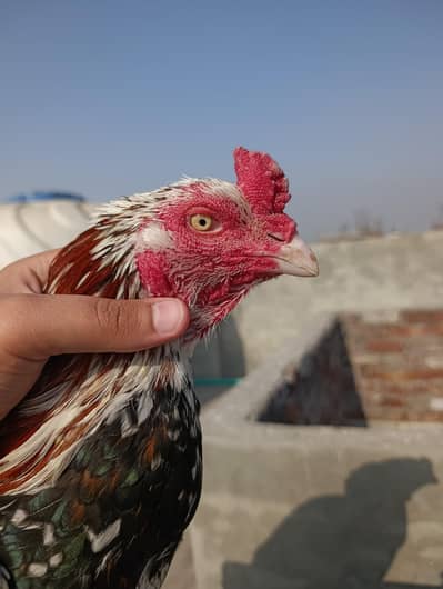 Aseel high quality rampuri breeder murga