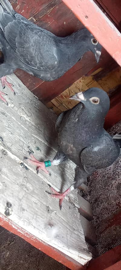 Whatsapp number 03314886114