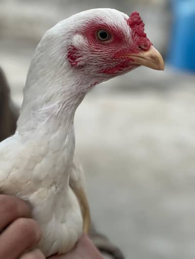 heera aseel what's up numb 03148042268