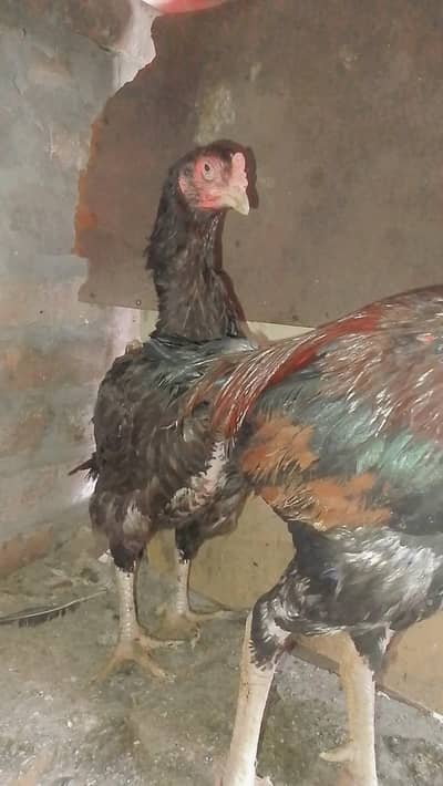 shamo and Thai Karas ki garam majaja ki baredar morgi morgi