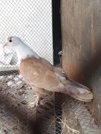karbalai chick for sale