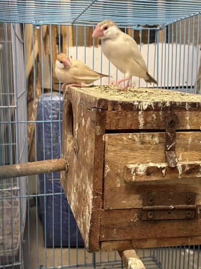 Fawan and silver jawa