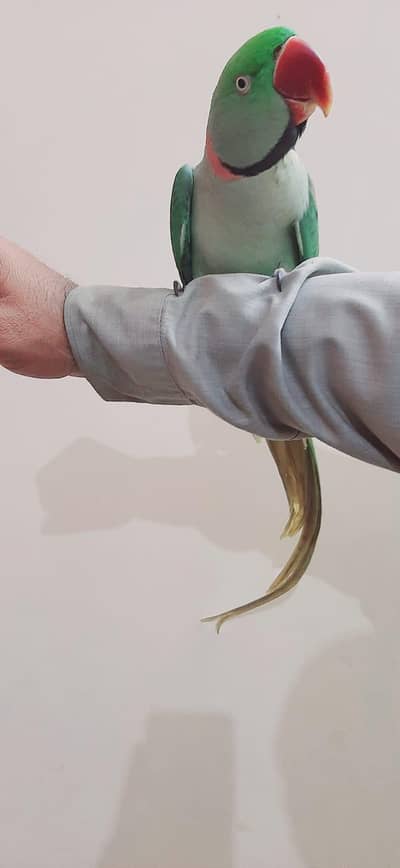 hand tame/Raw parrat/talking parrot