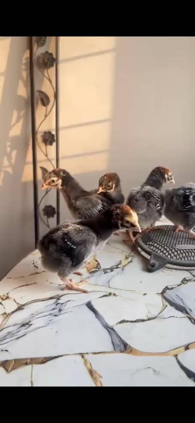 wyandott splash or red bleu lace or golden buff or brhama