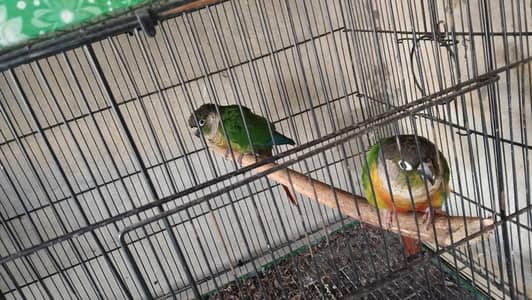 Green chick  and pineapple conure for sale. . breeder pair hai. . jis bhai