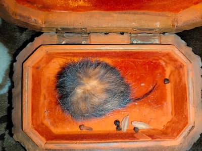 Hundred % orignal gidersingi healthy