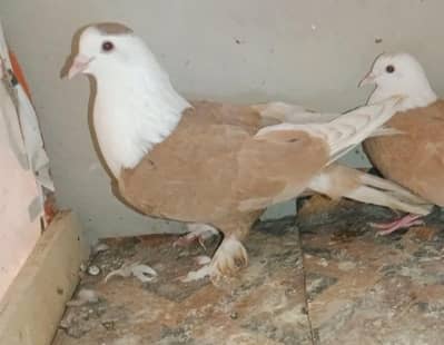 Karbalai gandedar pairs