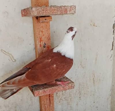 Karbalai gandedar pairs