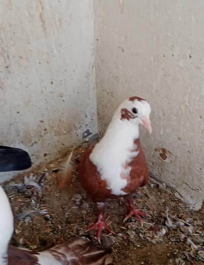 Karbalai pairs and kids