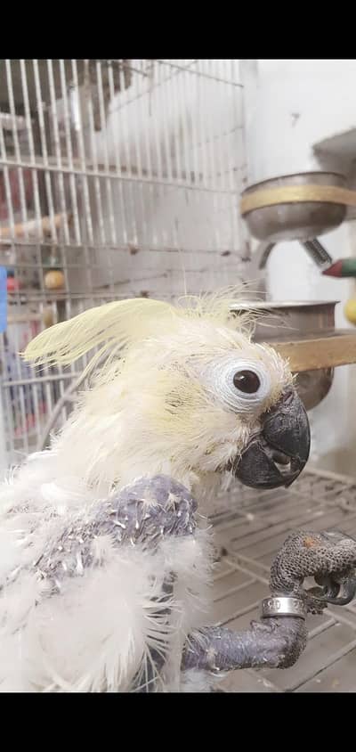 Cockatoo