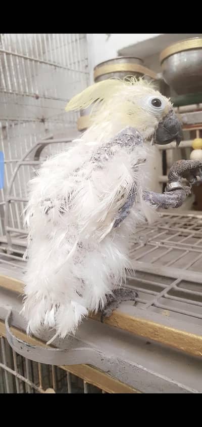 Cockatoo