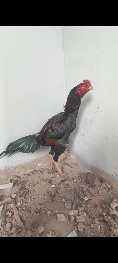 Pakistani  aseel male