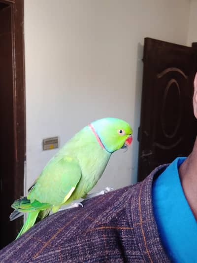  parrot