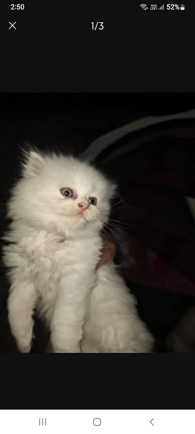 Persian tripple coated Available