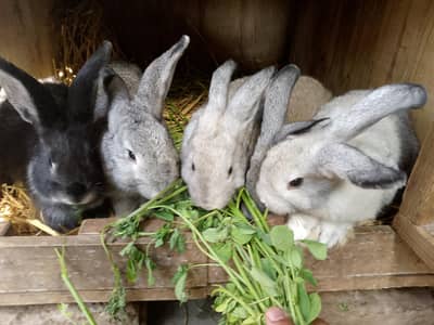 Flemish Giant Rabbit Only Female Available 2 Months