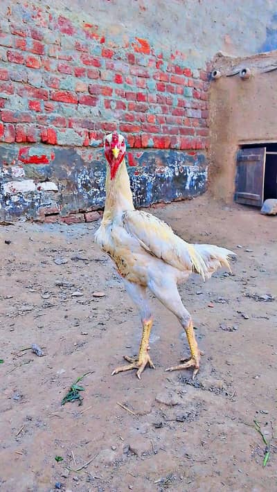 White paper Aseel patha for Sale