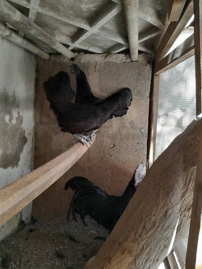 Ayam Cemani
