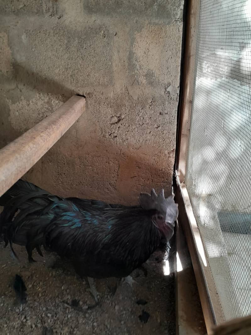 Ayam Cemani 1