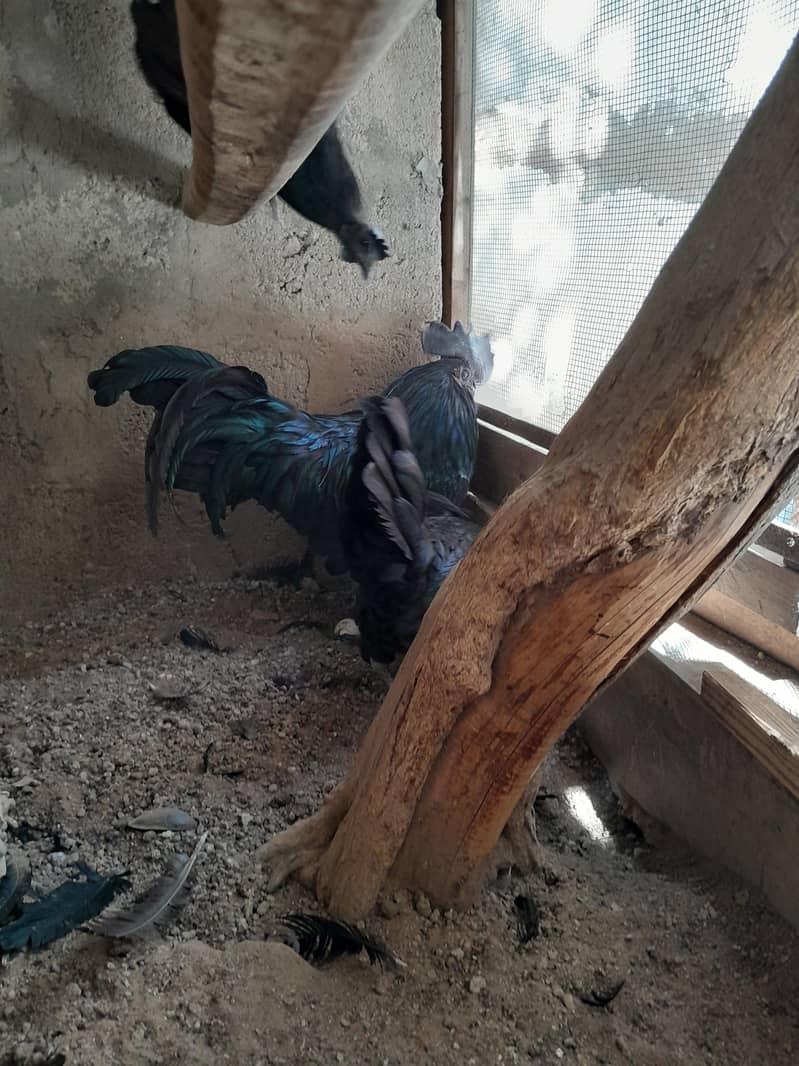 Ayam Cemani 2