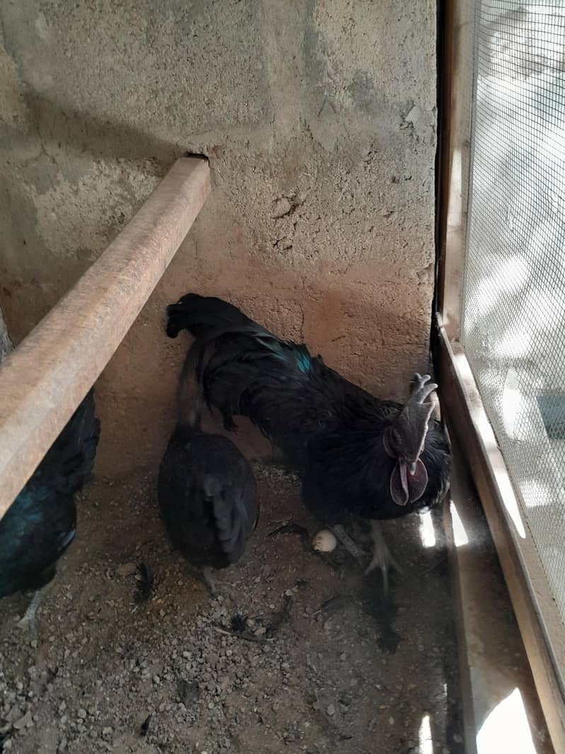 Ayam Cemani 3