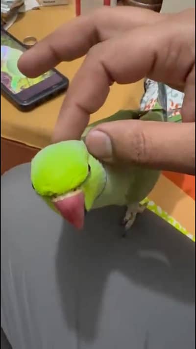 I want to sale my talking ringneck male