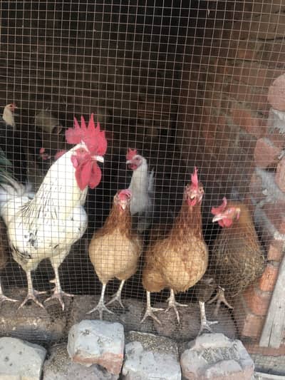Golden Misri | Desi Murghi | Golden Misri Hen | Eggs laying hens