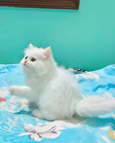Persian female kitten for sale My WhatsApp number 03 25 022 67 56