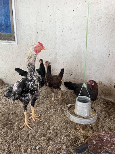 Quality birds available for sale