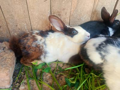 Rabbits for sale