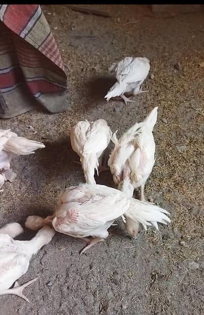 aseel chicks/aseel for sale/chicks for sale/aseel/chicks