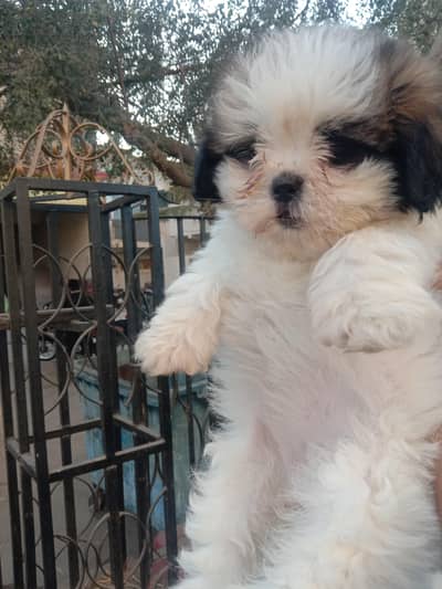 Shitzu puppy female hy for sale argand sale