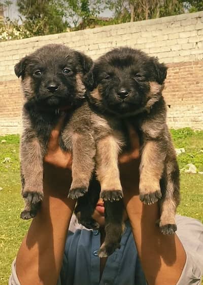 Bhagyari Alsatian pair age 50 days  for sale