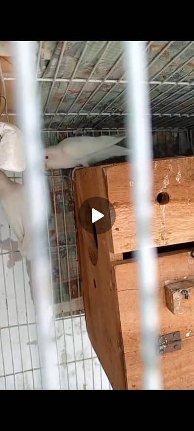 albino red eye total 5 peice sab k fnf 4500 obnded pair h do fmeale ik