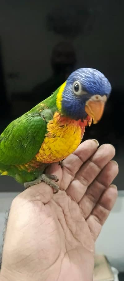 Simson & RED malucan lorry& yellow ring neck chick available