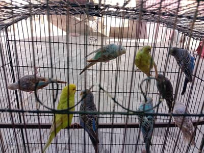 budgie parrot available.